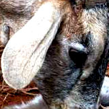 2headedgoat2