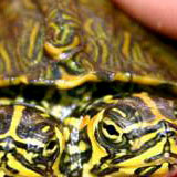 2headedturtle2