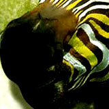 animal_insect1