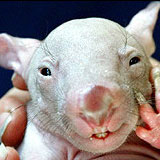 baby_wonbat2