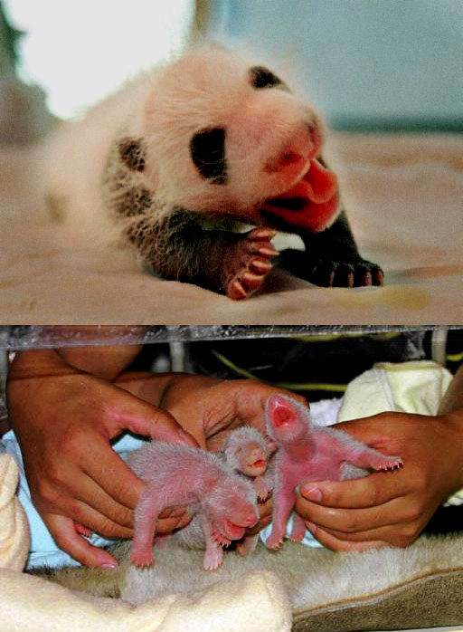 かわいいパンダが生まれる