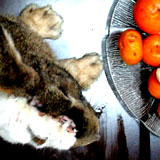 bunny_transplant0.jpg