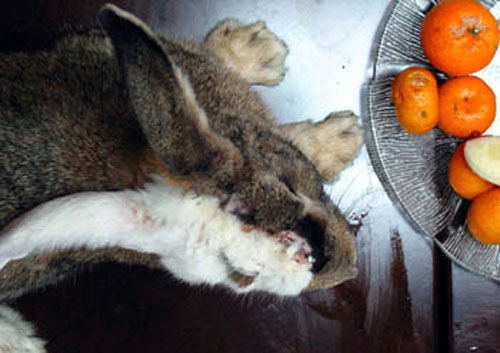 bunny_transplant2.jpg