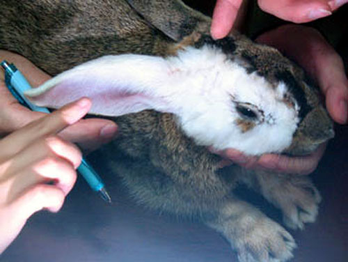 bunny_transplant3.jpg