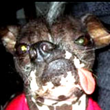 busaikudog20061.jpg
