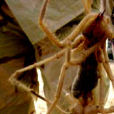 camelspider2