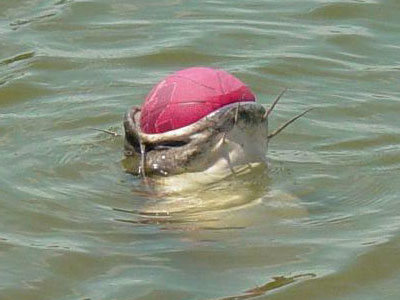 catfish_ball3