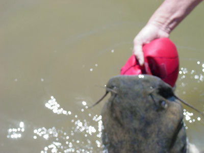 catfish_ball4