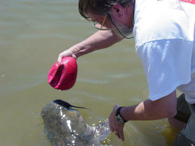 catfish_ball5