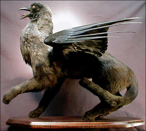 動物の死体を組み合わせてキメラの剥製