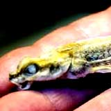 chimera_monstrosa1.jpg