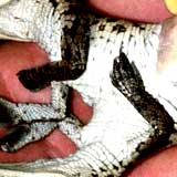 conjoined_crocodile1.jpg