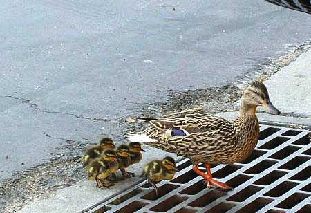 cute_birds2