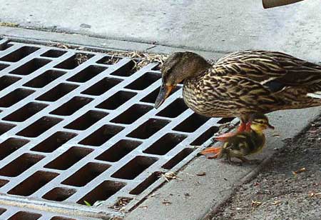 cute_birds3