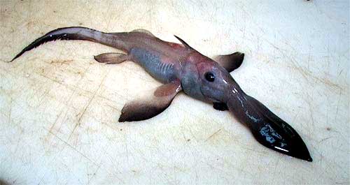深海の生き物