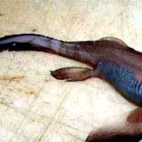 deepseacreature2