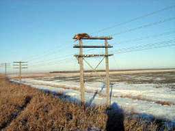 鹿が電柱の上で死ぬ