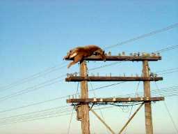 deer_pole2