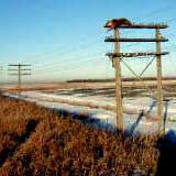 deer_pole4