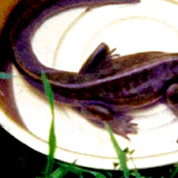 diplocaulus1.jpg