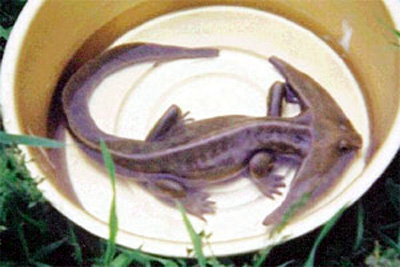 Does this animal really exist?