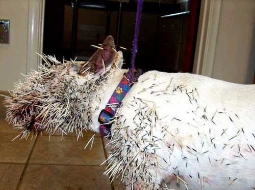 犬とヤマアラシが殺りあって犬が完敗