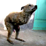 dog_twolegs0.jpg
