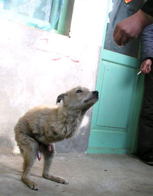 dog_twolegs1.jpg