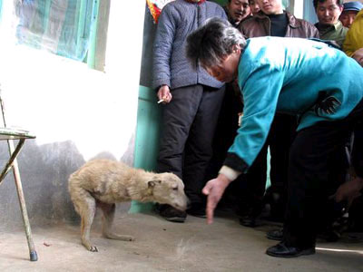dog_twolegs2.jpg