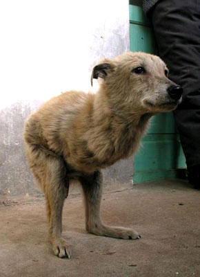 生まれつき二本足の犬が普通に二足歩行 中国