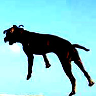 dogvscow0.jpg