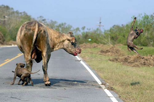 dogvscow2.jpg