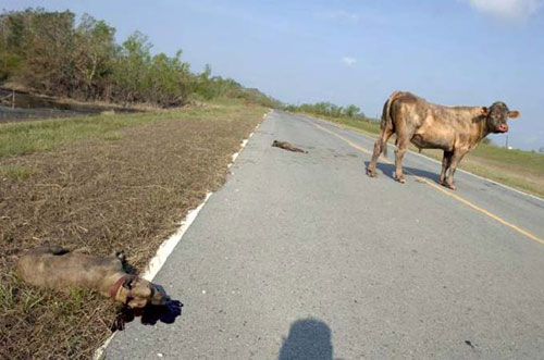 dogvscow4.jpg
