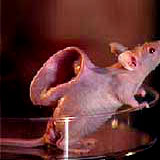 earedmouse1