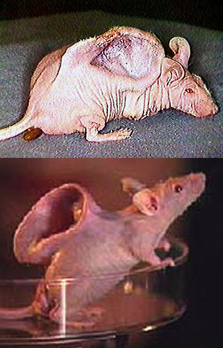 earedmouse2