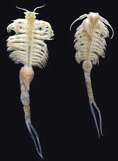 新種のエビ発見される　アイダホ