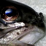 fish_doublemouth1.jpg