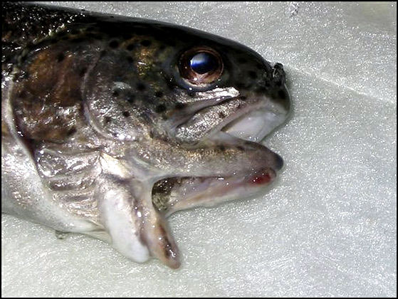 上下二つの口を持つ魚が釣り上げられる 米