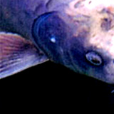fish.jpg