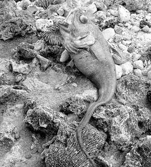 謎の魚が海岸に打ち上げられる ケイマン諸島