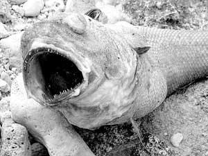 fish_onshore3.jpg