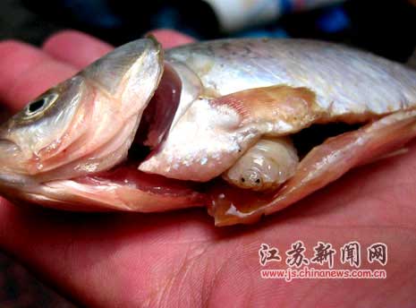 魚の腹から現れた奇怪な寄生虫