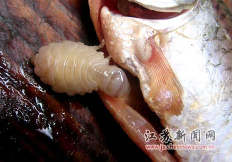 fish_parasite2.jpg