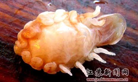 fish_parasite4.jpg