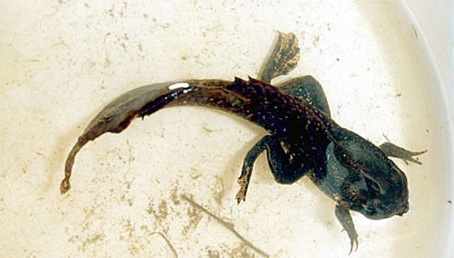 fourleged_fish2.jpg