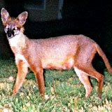 foxlike_creature2