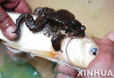 frog_fish2.jpg