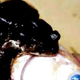 frog_fish3.jpg