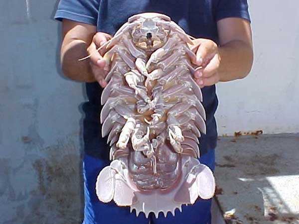 巨大なダイオウグソクムシ