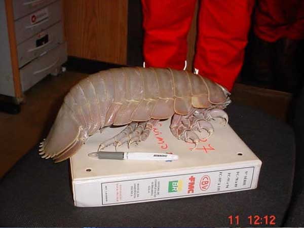 funny_creature2